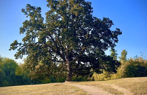 Orchard Heights Park Off Leash Area photo 2